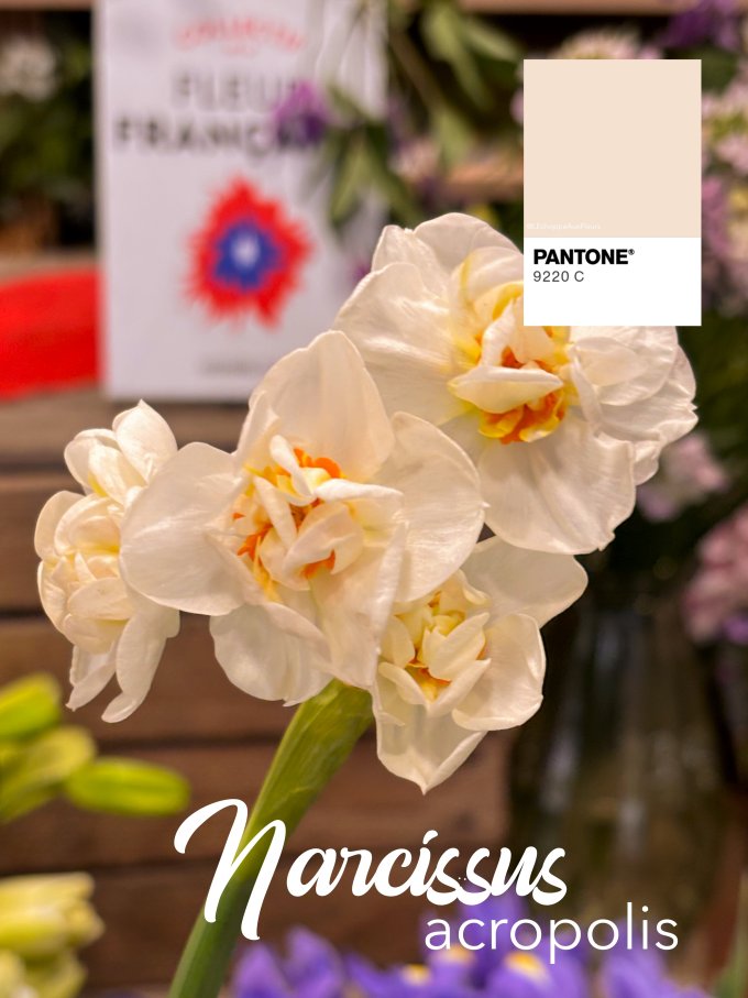 Fleurs de février photo 9